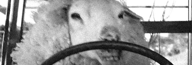 Black Sheep (2006, Jonathan King)