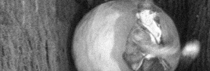 Raiders of the Lost Ark: The Adaptation (1989, Eric Zala)